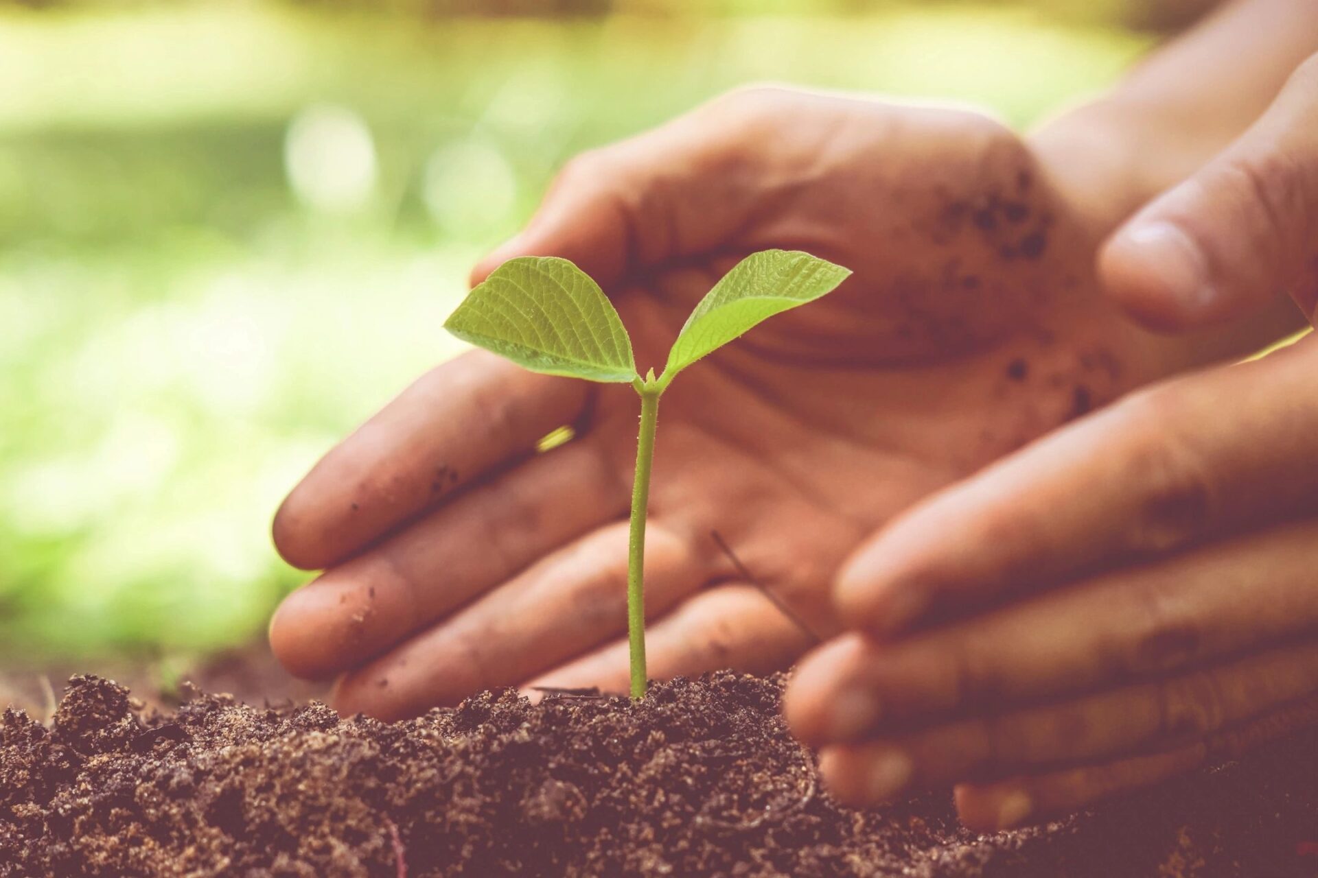 A person holding a plant in their hands.